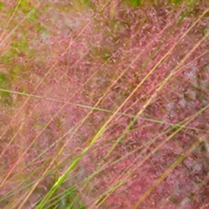 Muhlenbergia capillaris P9 - afbeelding 2