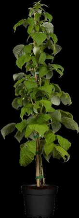 Rubus idaeus 'Schönemann' 50/60 C. 