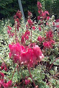 Dicentra formosa 'Luxuriant' P9