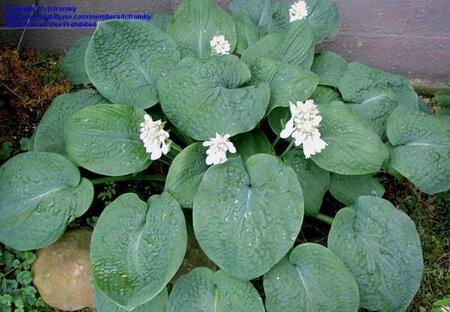 Hosta 'Big Daddy' P9 - afbeelding 1