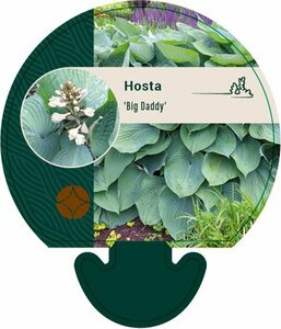 Hosta 'Big Daddy' P9 - afbeelding 6