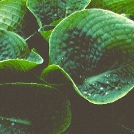Hosta 'Big Daddy' P9 - afbeelding 4