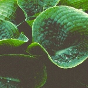 Hosta 'Big Daddy' P9 - afbeelding 4