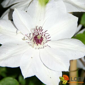 Clematis 'Miss Bateman' C2