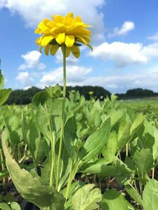 Rudbeckia laciniata 'Goldquelle' P9 - afbeelding 1