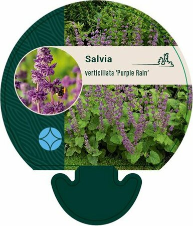 Salvia verticillata 'Purple Rain' P9 - afbeelding 2