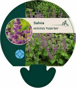 Salvia verticillata 'Purple Rain' P9 - afbeelding 2