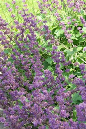 Salvia verticillata 'Purple Rain' P9 - afbeelding 3