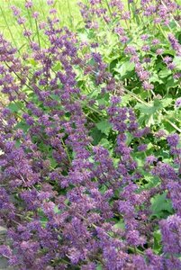Salvia verticillata 'Purple Rain' P9 - afbeelding 3