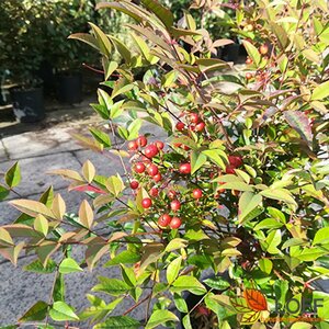 Nandina domestica 100/125 C.