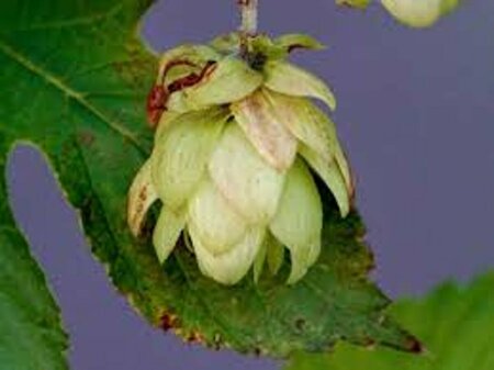 Humulus lupulus C2 - afbeelding 2