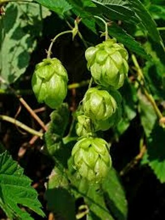 Humulus lupulus C2 - afbeelding 3