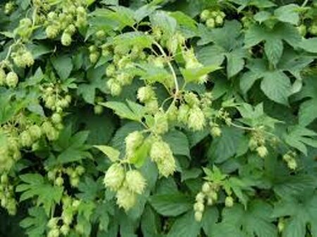 Humulus lupulus C2 - afbeelding 4