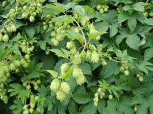 Humulus lupulus C2 - afbeelding 4