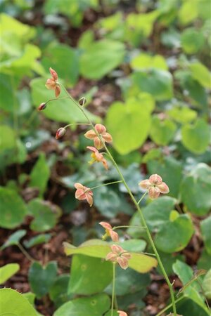 Epimedium pubigerum 'Orangekönigin' P9 - afbeelding 1