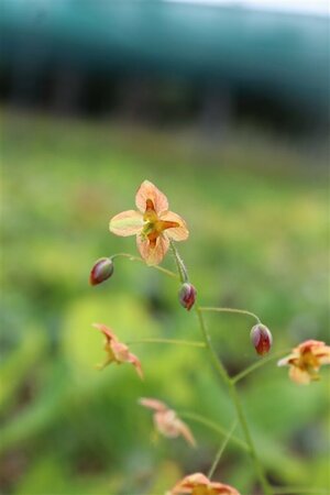 Epimedium pubigerum 'Orangekönigin' P9 - afbeelding 2