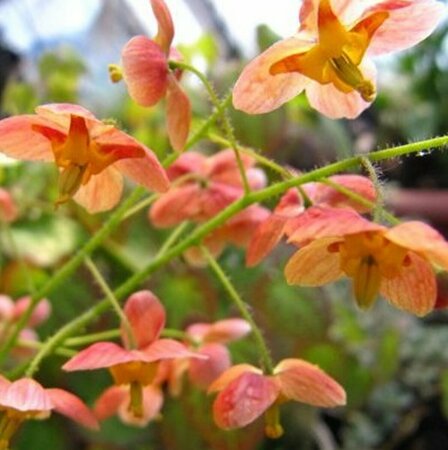 Epimedium pubigerum 'Orangekönigin' P9 - afbeelding 3
