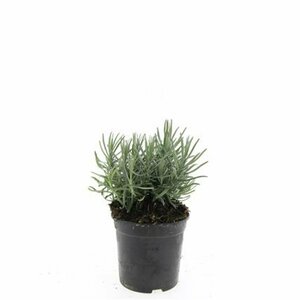 Lavandula angustifolia 'Munstead' P9 - afbeelding 8
