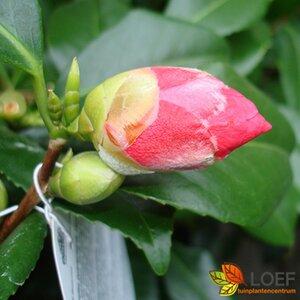 Camellia reticulata 'Mary Williams' 80/100 C.