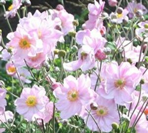 Anemone hybrida 'Königin Charlotte' P9