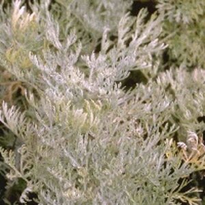 Artemisia 'Powis Castle' P9 - afbeelding 7