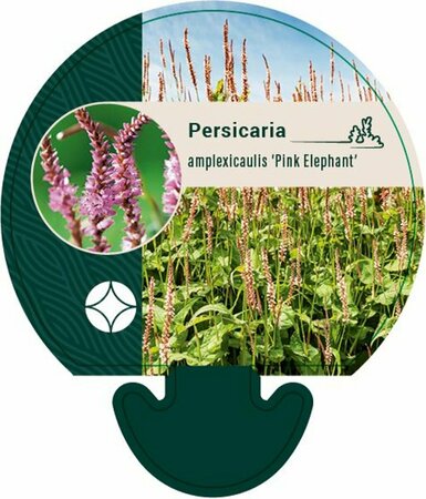 Persicaria amplexicaulis 'Pink Elephant' P9 - afbeelding 5