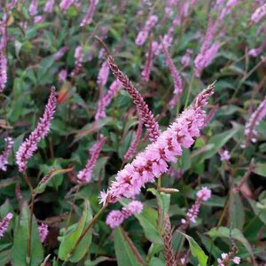 Persicaria amplexicaulis 'Pink Elephant' P9 - afbeelding 3
