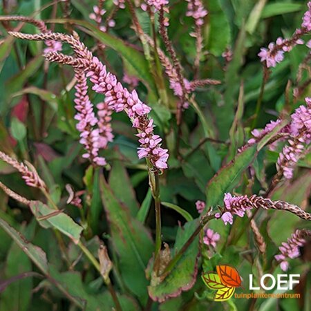 Persicaria amplexicaulis 'Pink Elephant' P9 - afbeelding 1