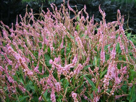 Persicaria amplexicaulis 'Pink Elephant' P9 - afbeelding 4