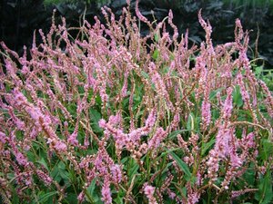 Persicaria amplexicaulis 'Pink Elephant' P9 - afbeelding 4