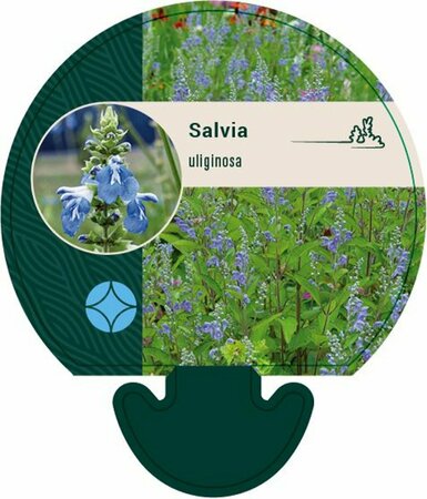 Salvia uliginosa P9 - afbeelding 1