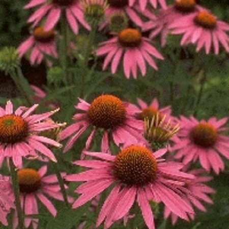 Echinacea purpurea 'Magnus' C2 - afbeelding 3