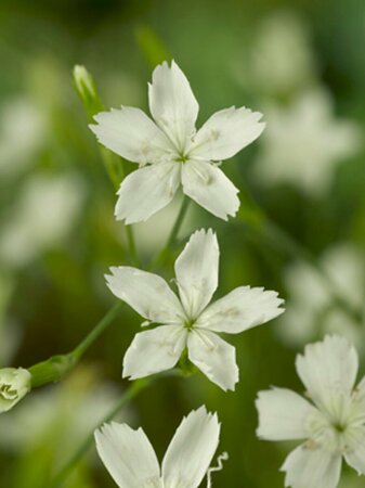 Dianthus deltoides 'Albiflorus' P9 - afbeelding 2