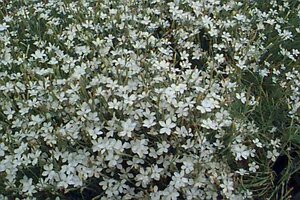 Dianthus deltoides 'Albiflorus' P9