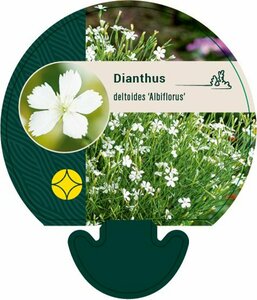 Dianthus deltoides 'Albiflorus' P9 - afbeelding 3
