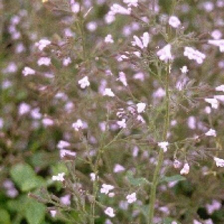 Calamintha nepeta 'Blue Cloud' P9 - afbeelding 1