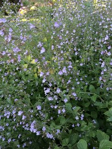 Calamintha nepeta 'Blue Cloud' P9 - afbeelding 2