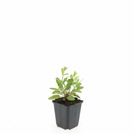 Salvia nemorosa 'Caradonna' P9 - afbeelding 3