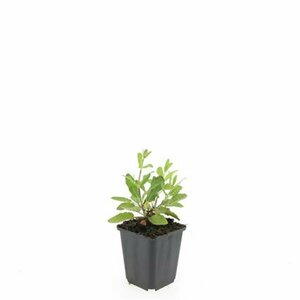 Salvia nemorosa 'Caradonna' P9 - afbeelding 3