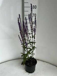 Salvia nemorosa 'Caradonna' P9 - afbeelding 8