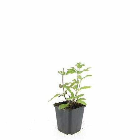 Salvia nemorosa 'Caradonna' P9 - afbeelding 5