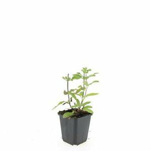 Salvia nemorosa 'Caradonna' P9 - afbeelding 5