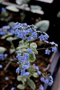 Brunnera macrophylla 'Jack Frost' P9