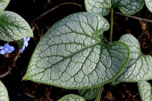 Brunnera macrophylla 'Jack Frost' P9 - afbeelding 2
