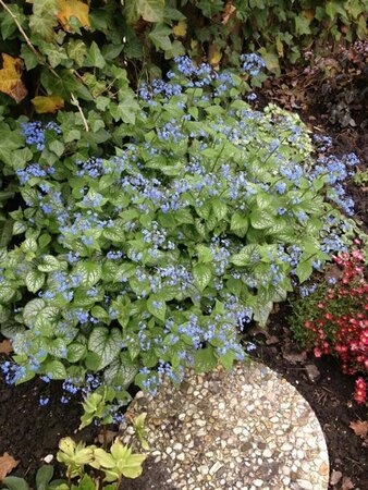 Brunnera macrophylla 'Jack Frost' P9 - afbeelding 3