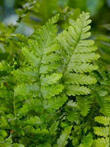 Dryopteris filix-mas P9 - afbeelding 4