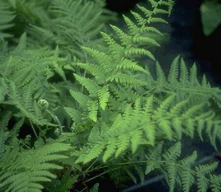 Dryopteris filix-mas P9 - afbeelding 10