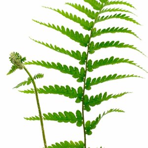 Dryopteris filix-mas P9 - afbeelding 8