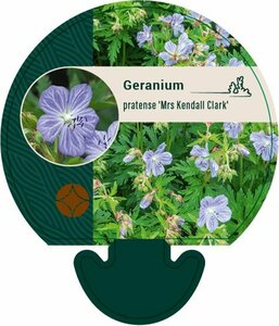 Geranium pratense 'Mrs Kendall Clark' P9