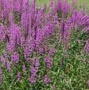 Lythrum salicaria P9 - afbeelding 6